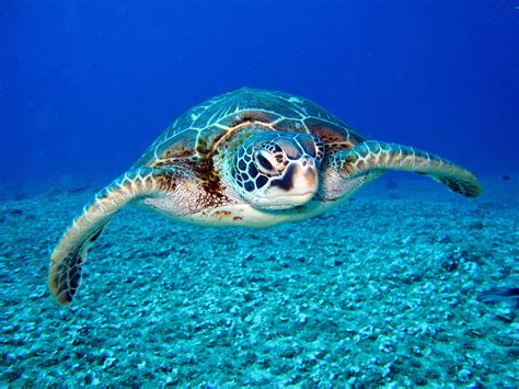 Sea turtles and the environment – Sea Turtle Preservation Society