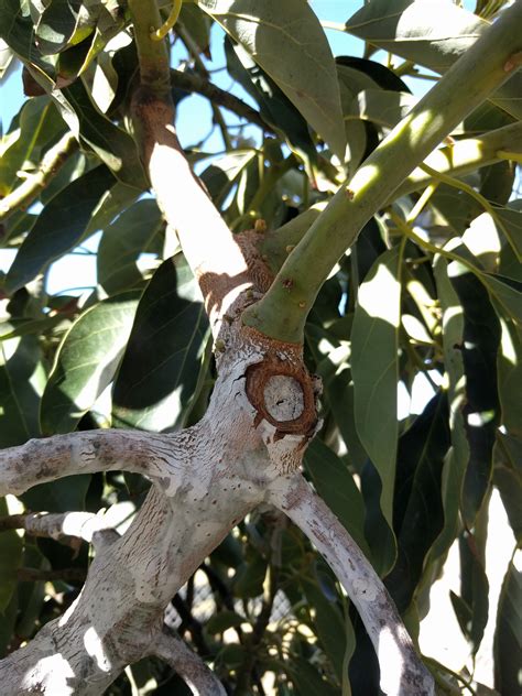 Pruning avocado trees - Greg Alder's Yard Posts: Southern California ...