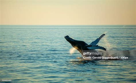 Whale Watching High-Res Stock Photo - Getty Images