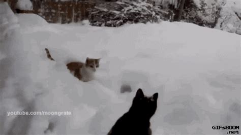 Cat Snow GIF - Find & Share on GIPHY