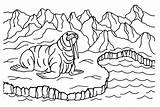 Walrus In Ice Land Coloring Page  Free Printable Pages sketch template