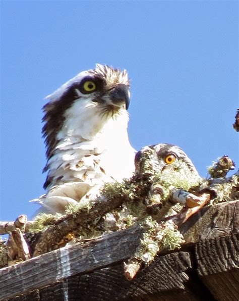 Cascade Ramblings: Osprey Nesting Success