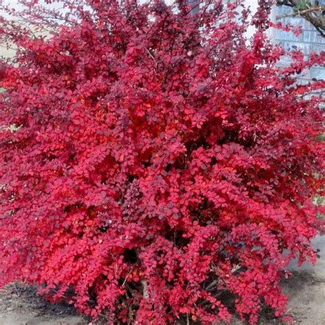 Berberis thunbergii Atropurpurea Nana - SC PANDORA BLUMEN SRL