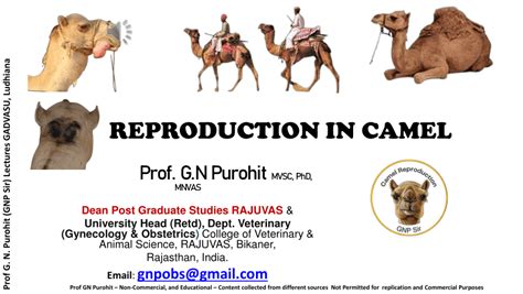 (PDF) REPRODUCTION IN CAMEL Prof GN Purohit