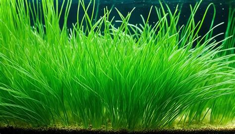 Eleocharis Parvula Dwarf Hairgrass Care Guide