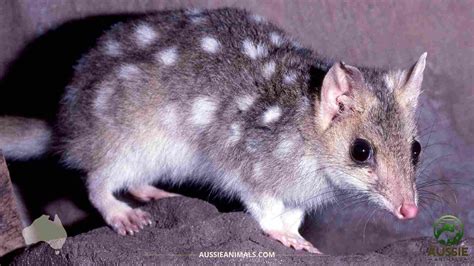 Quolls: Discover Australia’s Mysterious and Endangered Predators