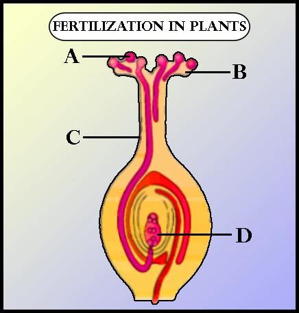 The diagram shows the process of fertilization in flowering plants. Observe it and answer the ...