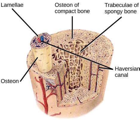 Related image | Hueso compacto, Compacto, Anatomía