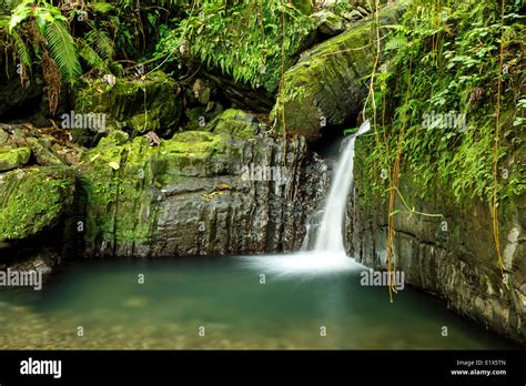 Lower Juan Diego Waterfall, Caribbean National Forest (El Yunque Rain Forest), Puerto Rico Stock ...