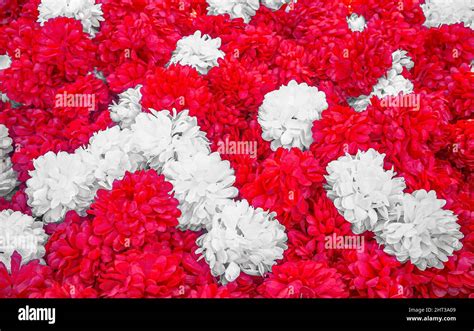 Contrasting background of red and white carnations Stock Photo - Alamy