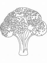Broccoli Coloring Pages Best For Kids In 2020 – Kleurplaten sketch template