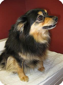 Bandit | Adopted Dog | Monterey, VA | Pomeranian/Sheltie, Shetland ...