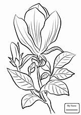 Magnolia Coloring Page At GetColoringscom  Free Printable Colorings sketch template