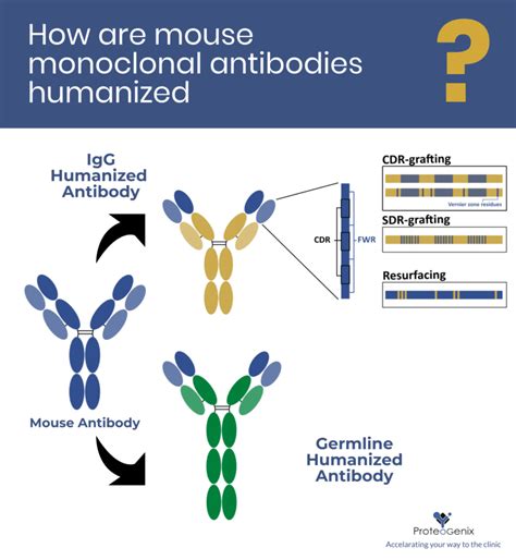 How are mouse monoclonal antibodies humanized: current approaches and ...