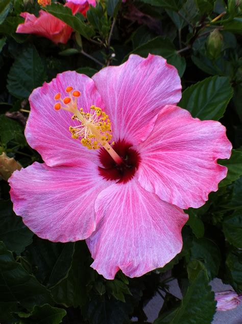 Hibiscus ~ Florida state flower Hibiscus Plant, Hibiscus Flowers ...