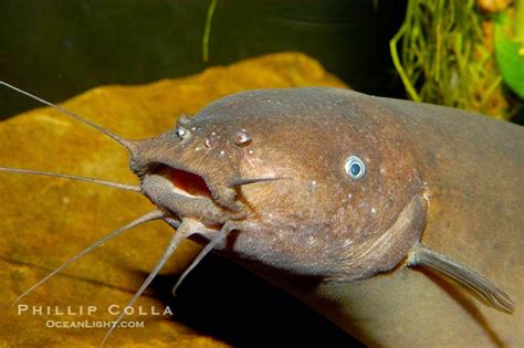 Electric Catfish - Size | Care | Facts | Voltage - SeaFish