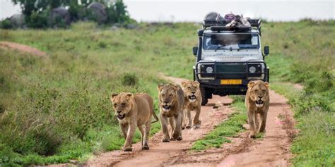 What to Expect During Uganda Safaris | Uganda Safari Attractions