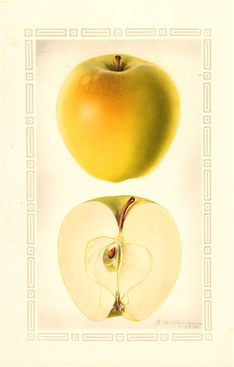 Print of Apples, Chelan (1931) Poster on Vintage Visualizations