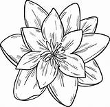 Water Lily coloring Page  Free Printable Coloring Pages sketch template