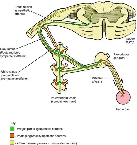 Thoracic and Lumbar Sympathetic Nerve Block and Neurolysis | SpringerLink