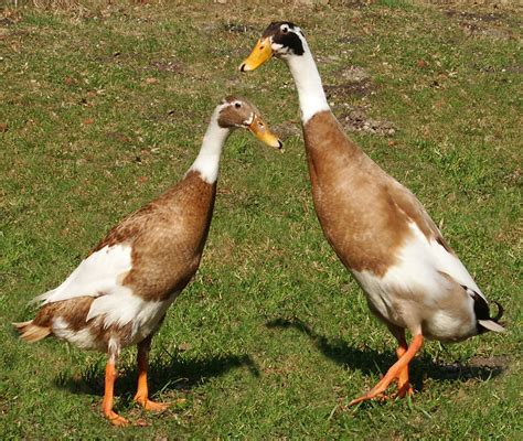 Indian Runner Duck Farming at Rs 250/piece | बतख की खेती, डक फार्मिंग ...