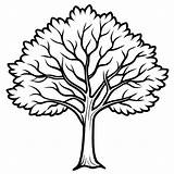 Elm tree Outline coloring book Page Line Art Drawing  Premium AI sketch template