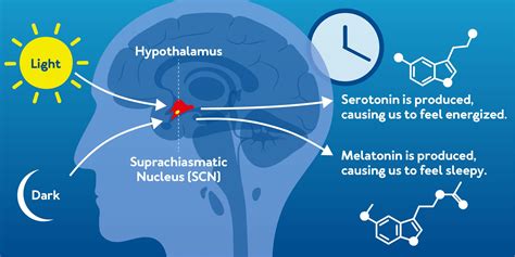 Circadian Rhythm: What is it? [Plus 6 Ways to Fix Yours]– Carex