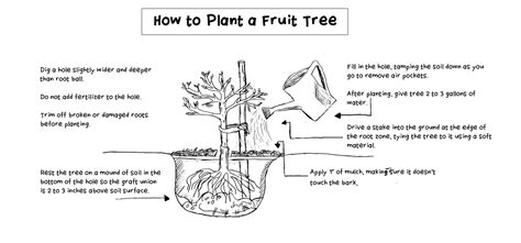 A Guide to Planting Fruit Trees