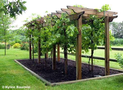 13 grapevine trellis ideas | trellis, garden vines, grape arbor