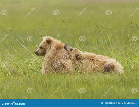 Two Coastal Brown Bear Cubs Cuddling Stock Image - Image of cubs, arctos: 167302201
