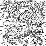 Nile Crocodile Coloring Page At GetColoringscom  Free Printable sketch template