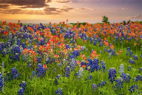 Texas bluebonnets and Indian Paintbrush wildflower field blooming in ...