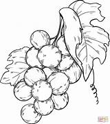 Grapes Coloring Pages Drawing Line Fruit Delicious Colouring Color Kids  sketch template