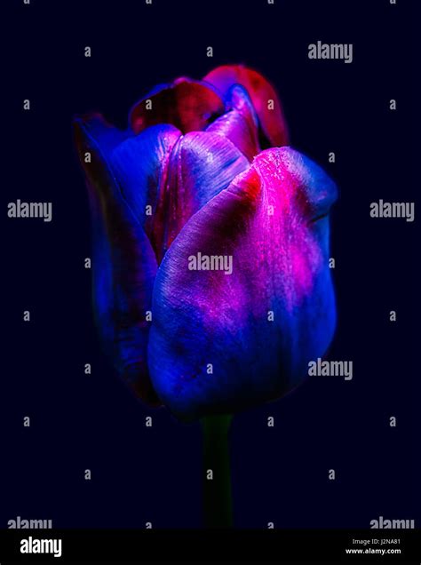Purple tulip painting hi-res stock photography and images - Alamy