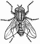 Desenhos De mosca Para Colorir E Pintar sketch template