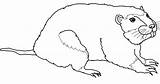 Gopher coloring page  Free Printable Coloring Pages sketch template