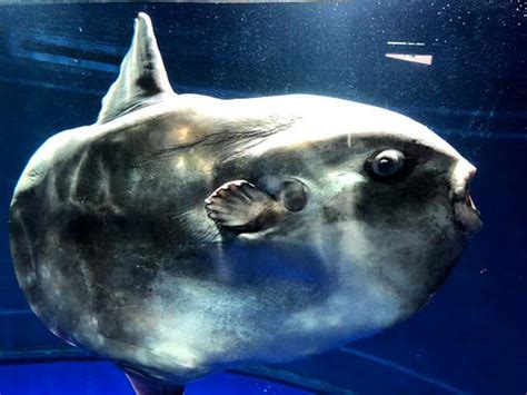 Top 3 Things to Do in Sunshine Aquarium Tokyo