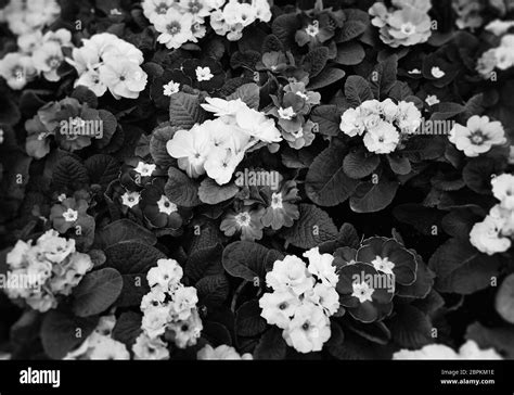 Colorful flowers in ecological garden background Stock Photo - Alamy