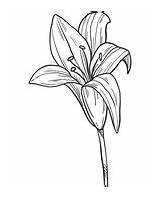 Lilies coloring Pages  Free Coloring sketch template