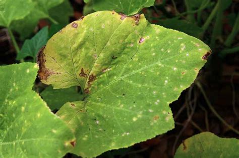 How to Identify and Control Zucchini Diseases | Gardener’s Path