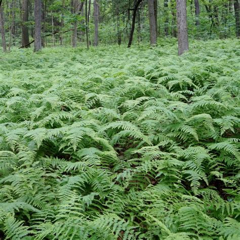 Hardy Fern Varieties (20+ Perennial Ferns That Will Survive The Winter) - Gardening @ From House ...