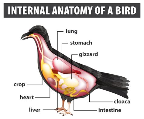 Seagull Anatomy Vectors & Illustrations for Free Download