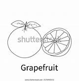 468 Grapefruit Coloring Book Images Stock Photos & Vectors  Shutterstock sketch template