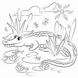 Free Alligator Coloring Page  Printable Pages For Kids sketch template