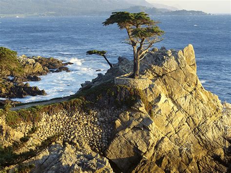 Lono Cypress / Pebble Beach / California / USA wallpapers and images ...