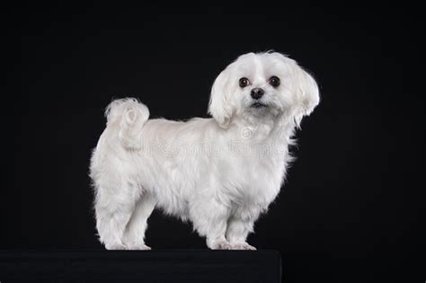 Cute White Puppy Posing in Studio - Maltese Dog Stock Photo - Image of maltese, lovely: 84322870