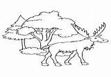 Bull Elk Coloring Pages At GetDrawings  Free Download sketch template