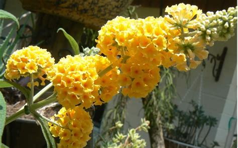 Buy 'Honeycomb' Yellow Butterfly Bush - 1 Gallon Pot - Butterfly Bush ...