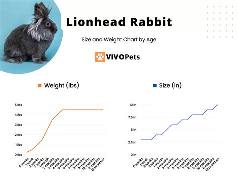 Lionhead Rabbit Size & Weight Chart – How Big do They Grow? - VIVO Pets