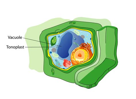 Vacuole In Animal Cell